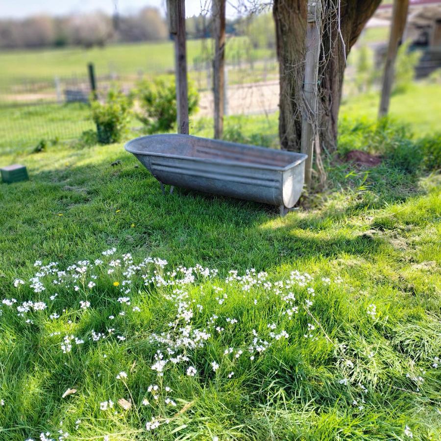 V I O L E T T E La Souris Des Champs Daire Étival-Clairefontaine Dış mekan fotoğraf